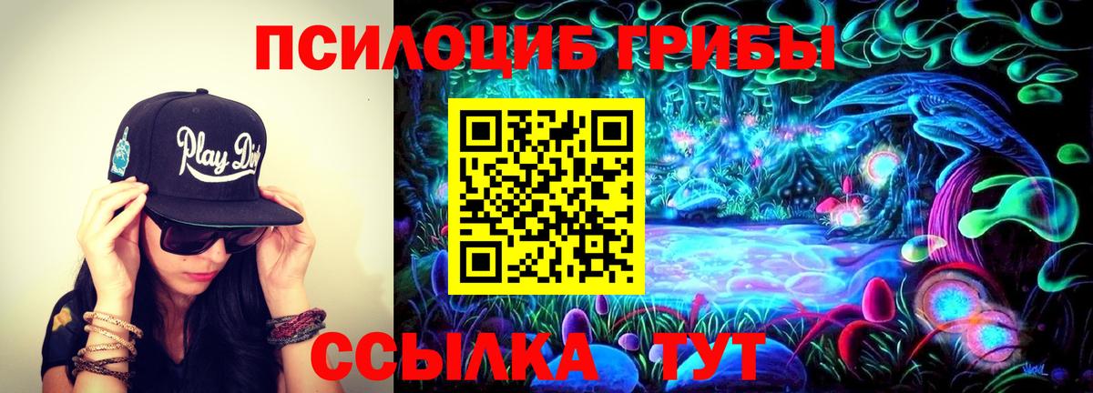 Псилоцибиновые грибы Psilocybine cubensis Кандалакша